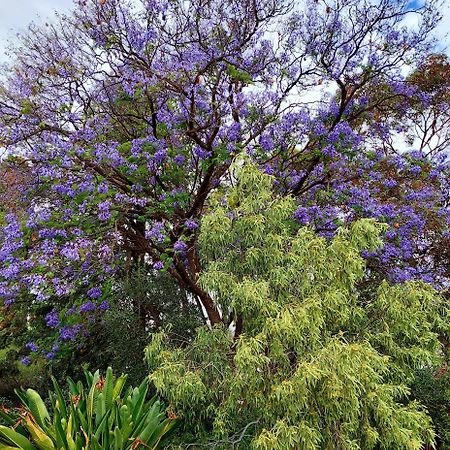 Capon Cottage Broken Hill Buitenkant foto