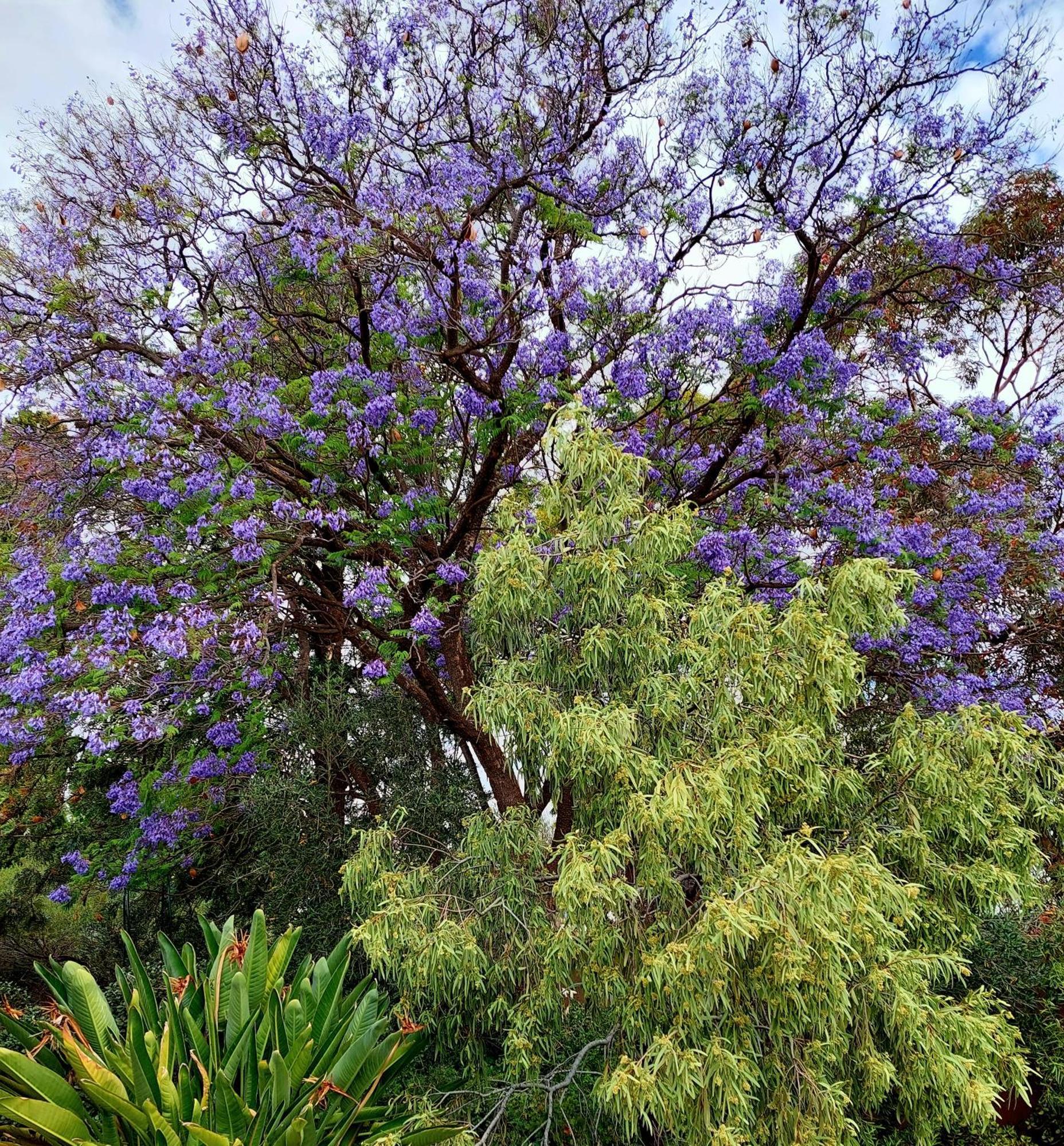 Capon Cottage Broken Hill Buitenkant foto